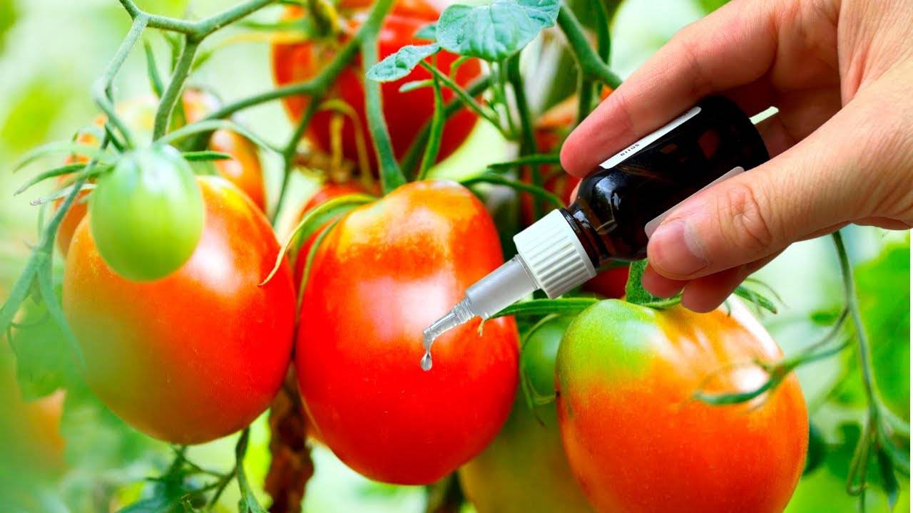 Удивительный эффект 1 капля — и урожай томатов зашкаливает!