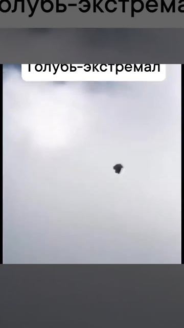 Высший пилотаж. Мертвая петля