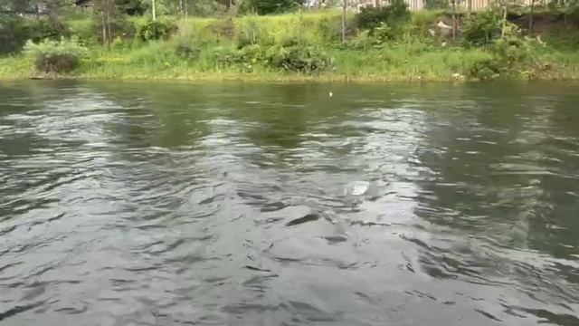 Ловим Хариуса