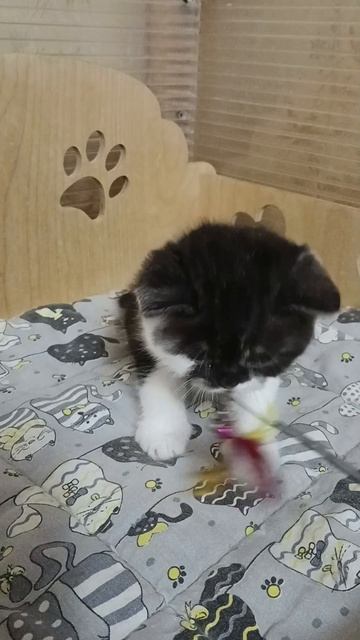 котик скоттиш-страйт черный дымный биколор