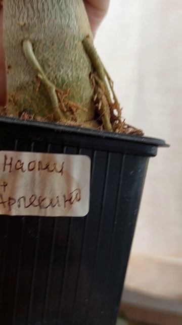 адениум зацвел ГАЛИСАД ЧЕРЕПОВЕЦ