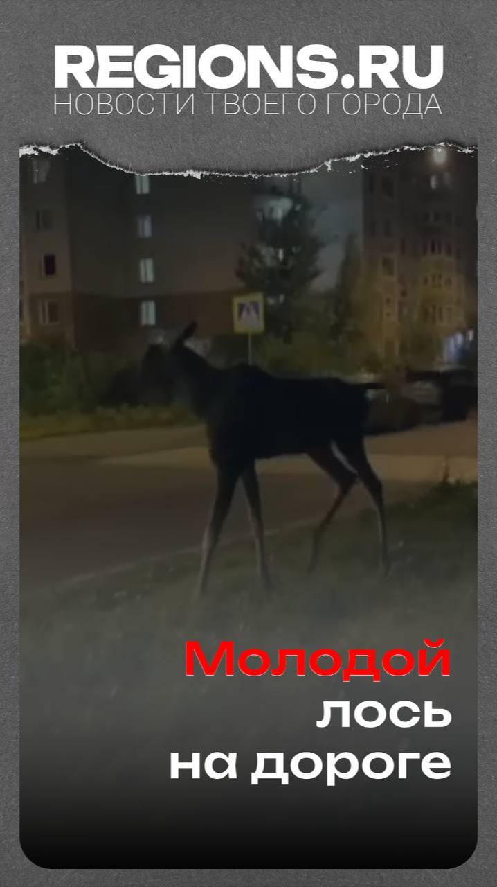 Молодой лось на дороге