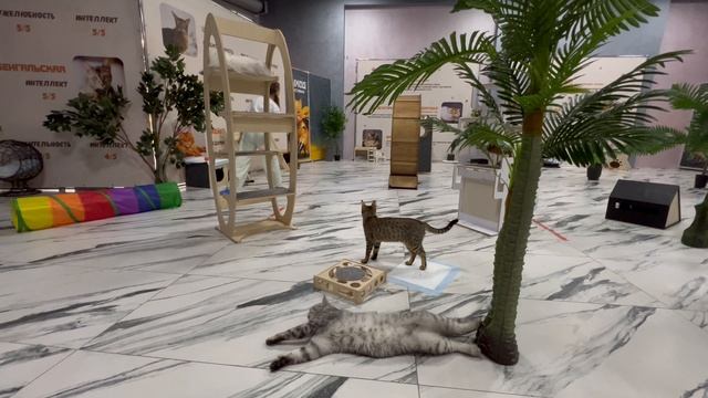 Супер кошки
#кошки #cat