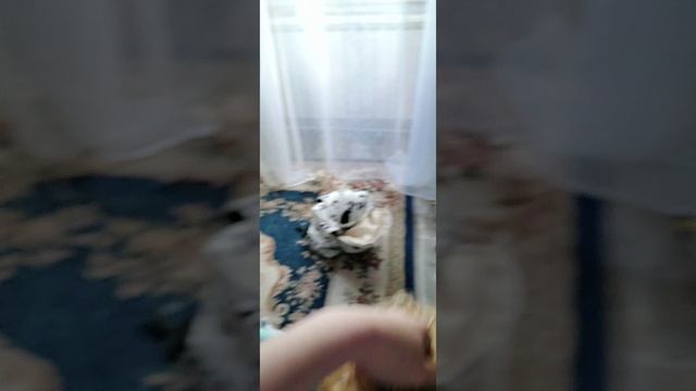 вдруг с реборном