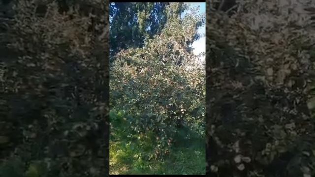 Семья Алимовых, 4 возрастная категория
