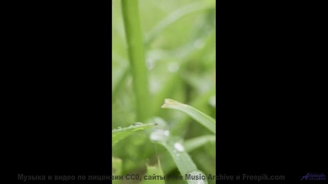 Это видео - как сон, в который хочется верить! - Like Fairy Lights -- Les Hayden -- Home