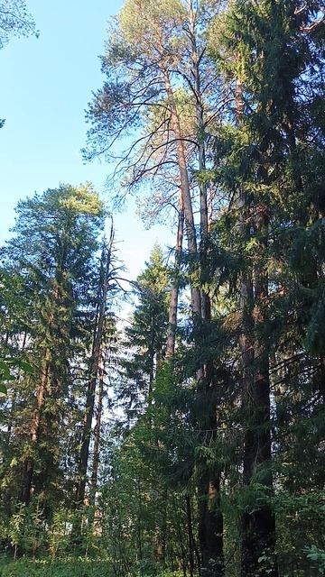парк Горушка Ярославская область лес звуки природы