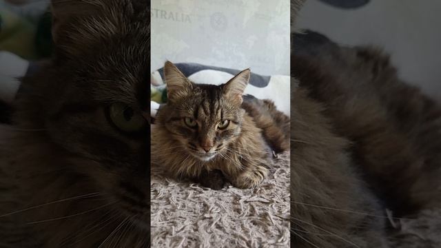 Тимка отдыхает #кот #красивый кот #кототдыхает