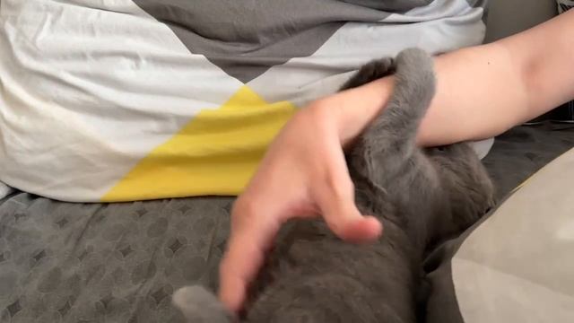 Вышел вечером на охоту на хозяина) Но я пытаюсь не сильно кусаться
