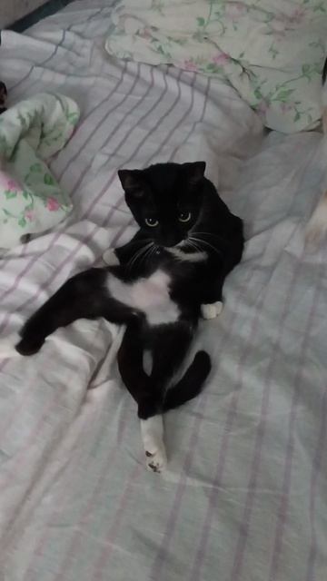 КотоИстина от Стеши!👆😸👍#кошки