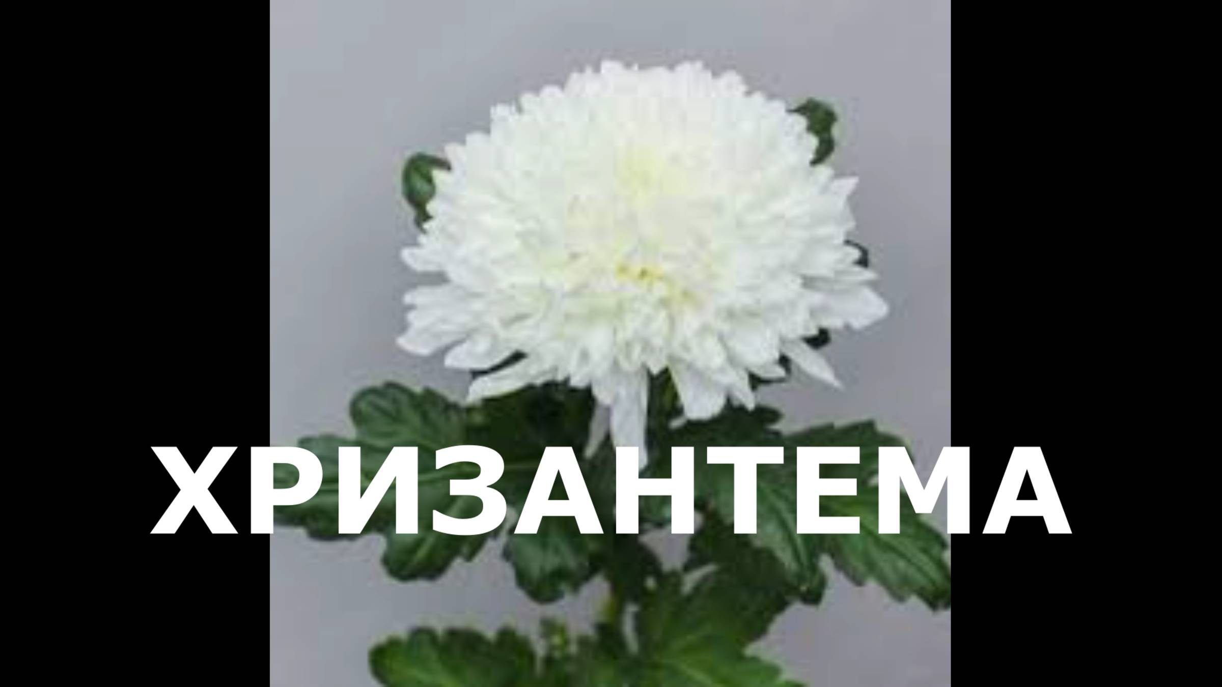 Хризантема в сад. Эксперимент.