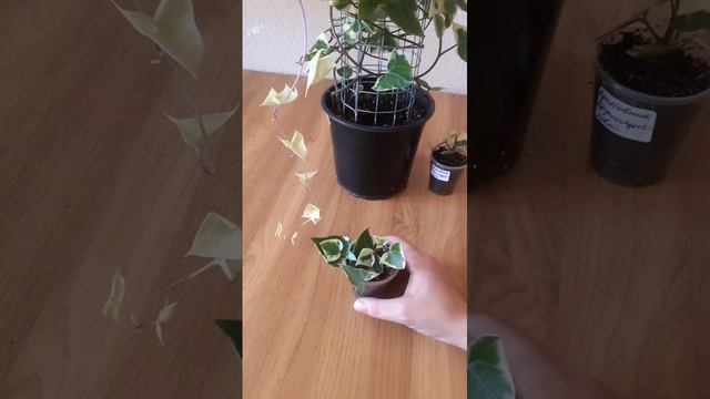 Крестовник Крупноязычковый