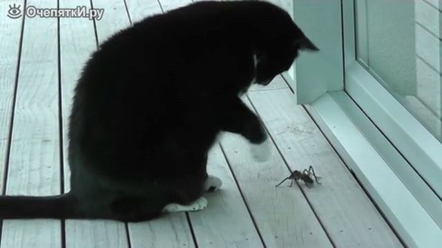 кот и монстр