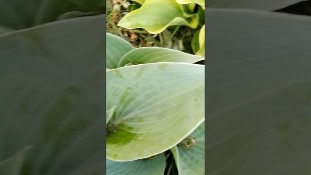 Хосты.mp4