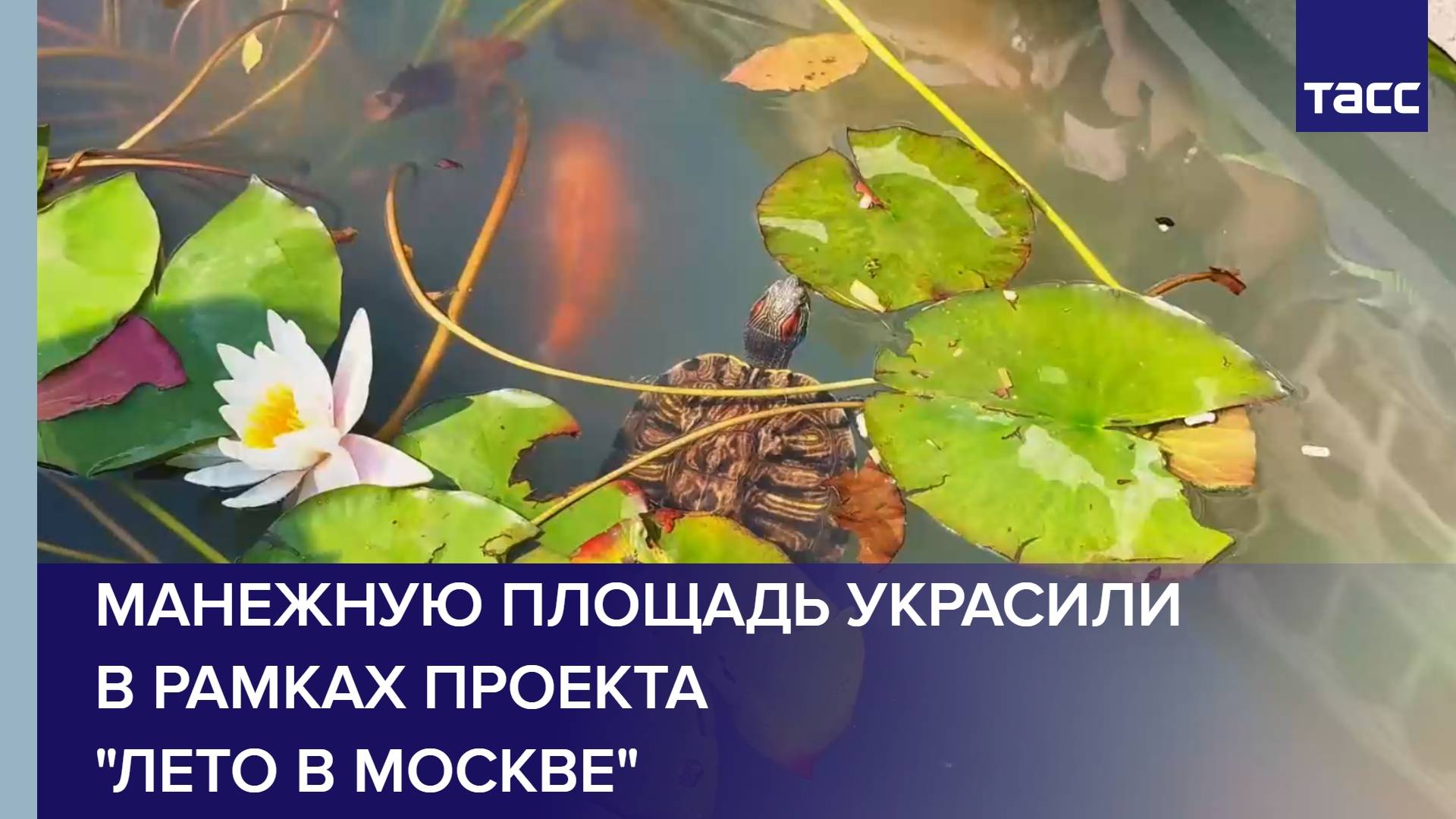 Манежную площадь украсили в рамках проекта "Лето в Москве"