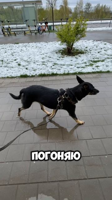 Первомайский снег