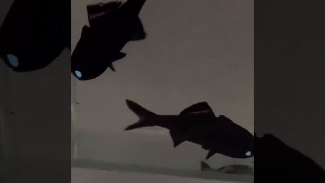 1000019345.mp4