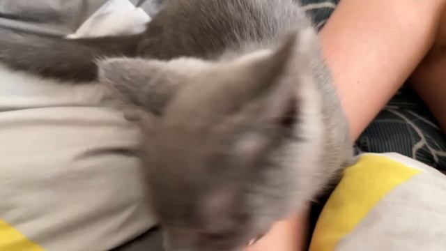 Думают что напугают меня игрушечной собачкой, но не тут то был)