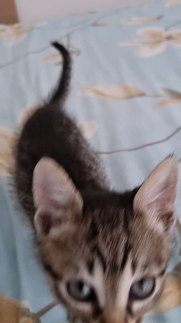 Котенок Шустрик