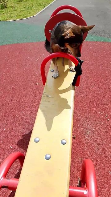Прогулка с Гульфиком 🐕