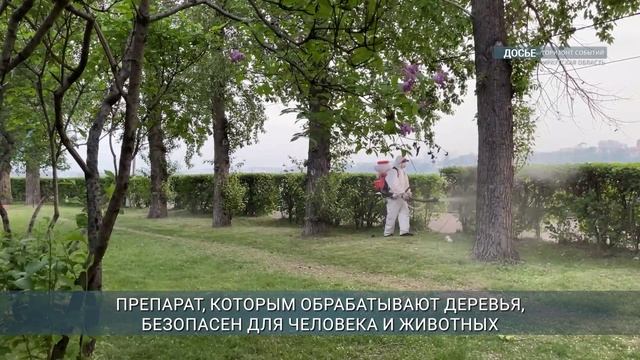 В Иркутске деревья обрабатывают от горностаевой моли