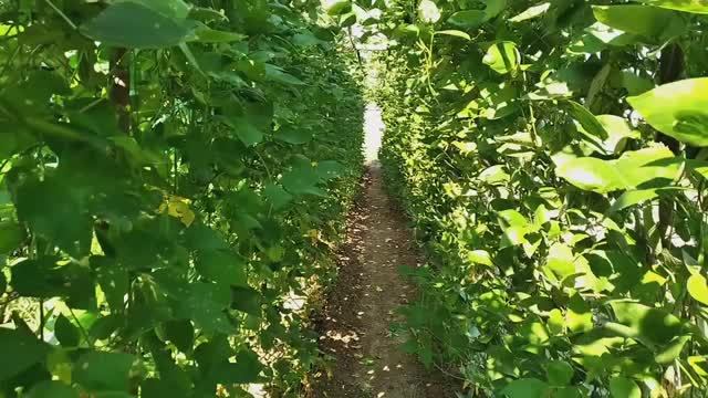 Фасоль Лимская это,полезное питание и защита для растений от палящего солнца.