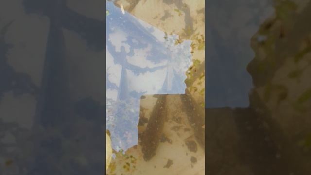 Пошёл за ряской, а принёс смотрети сами
