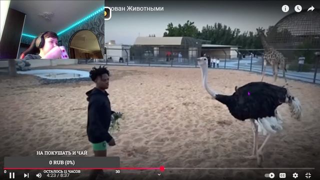 смотрим как на айшоуспида напали животные
