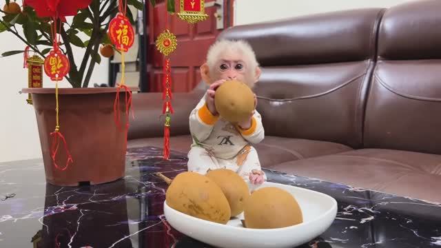 Обезьянка крошка БУКАШКА пищит кушать в холодильнике пусто дома никого Ест фрукт на столе Маму обним