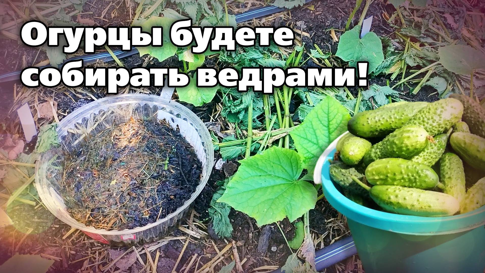 Тонкости выращивания огурцов пучкового типа. Как выращивать и чем подкармливать