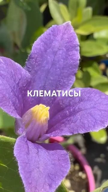 КЛЕМАТИСЫ - короли вашего сада! 🌸 www.artsad63.ru