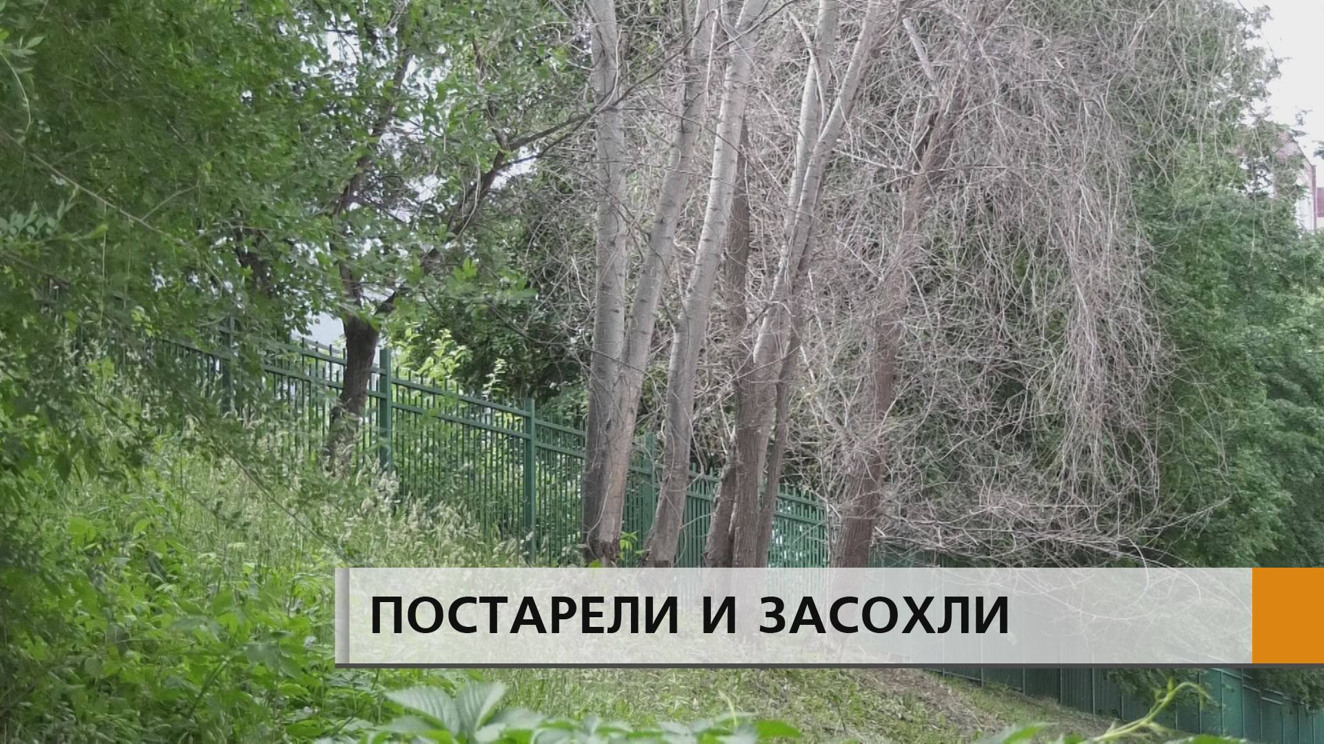 Карагачи повышенной опасности