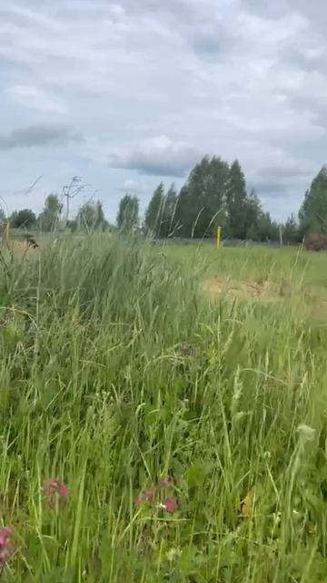 video_2025-06-10_12-46-14