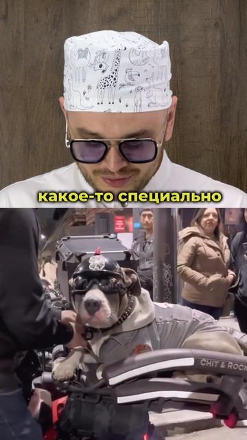 Этот пес живет свою лучшую жизнь 🐶