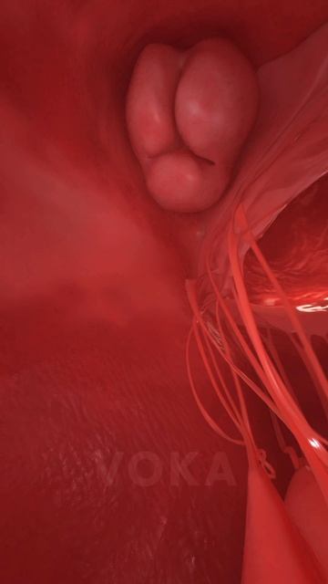 Сердце в действии: исследуйте его движение с потрясающей 3D анимацией