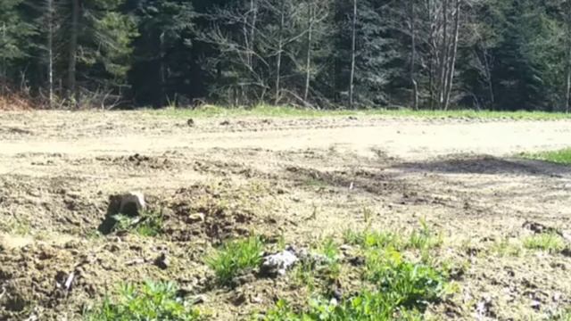 🐺🐺🐺 видео фотоловушки