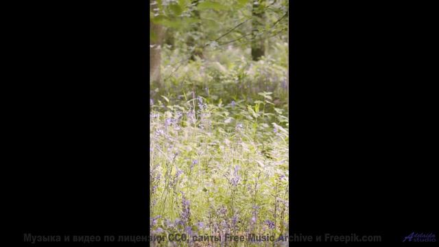 Звуки, которые превратят вас в сверхчеловека - проверьте! - A Leap Too Tall -- Sea Offs -- Whats The