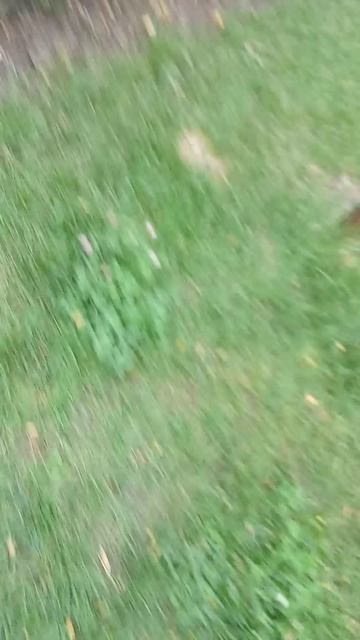 катаюсь на самокате