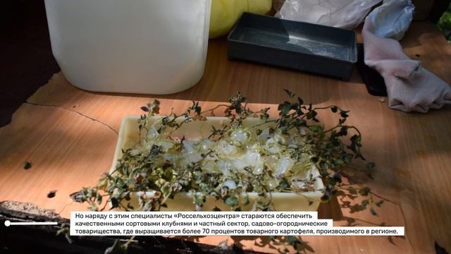 Микроклональный метод выращивания картофеля в Иркутске