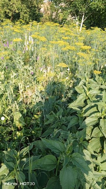 Укроп спасает огород!