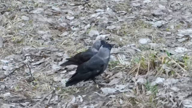 Галка чернобока деток кормила, этому дала