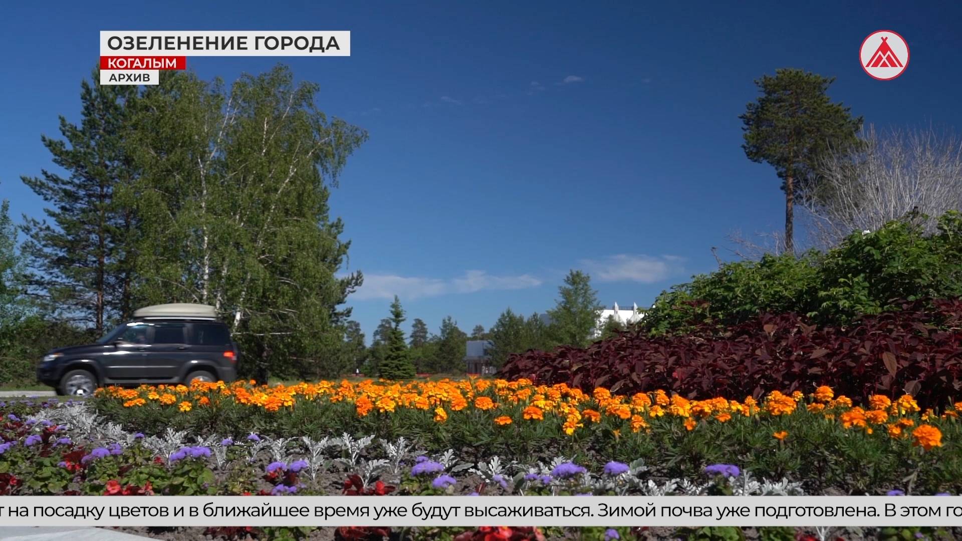 В Когалыме продолжается озеленение города