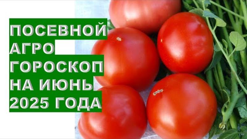 Лучшие дни для посева в июне 2025 года — не пропусти!