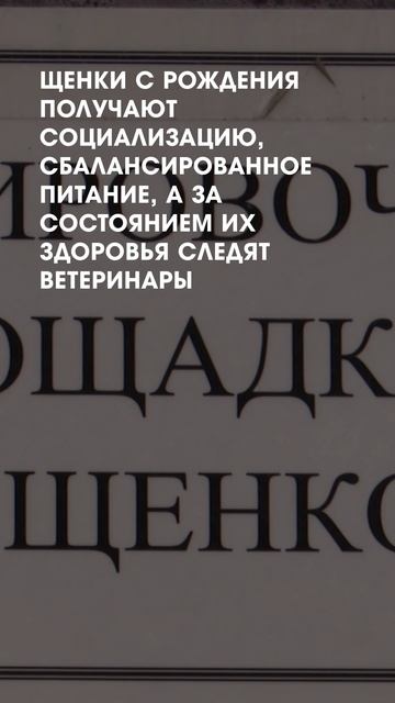Обучение служебных собак