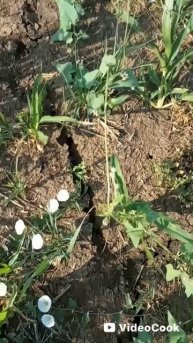 дикиё пчёлы