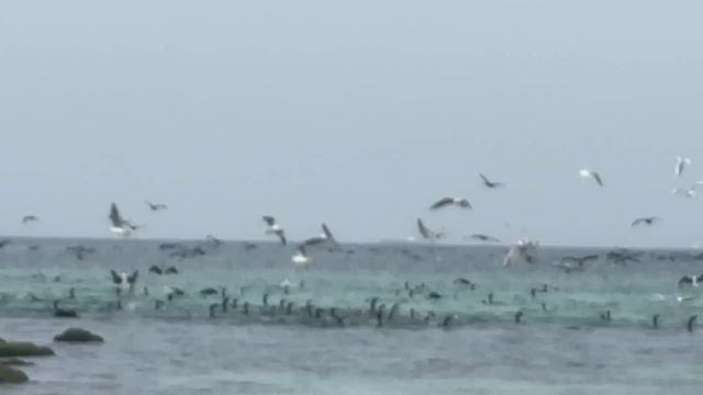 Рождение картины Птичий пир на море Улыбка струн