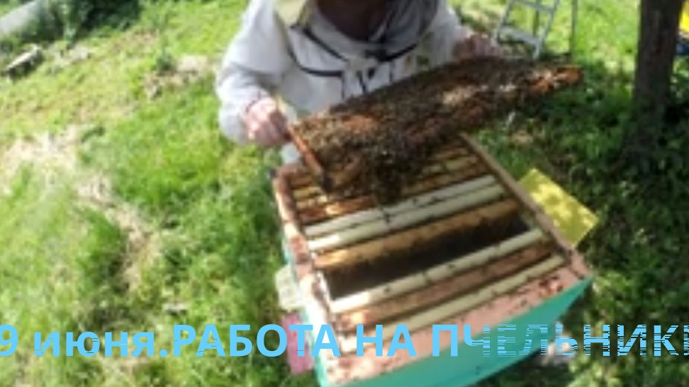 Работа на пчельнике, смотрим гнезда, маточники, засев облетевшихся маток, . Идёт похолодание с дождя