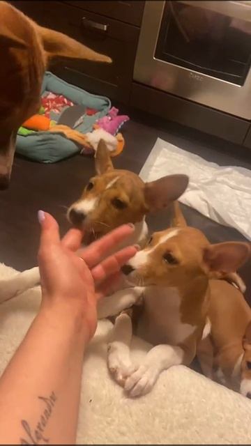 VID-20240819-WA0018.mp4