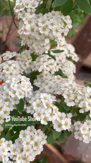 Спирея Белая Невеста / Spiraea vanhouttei #садоводство #цветы #вангутта