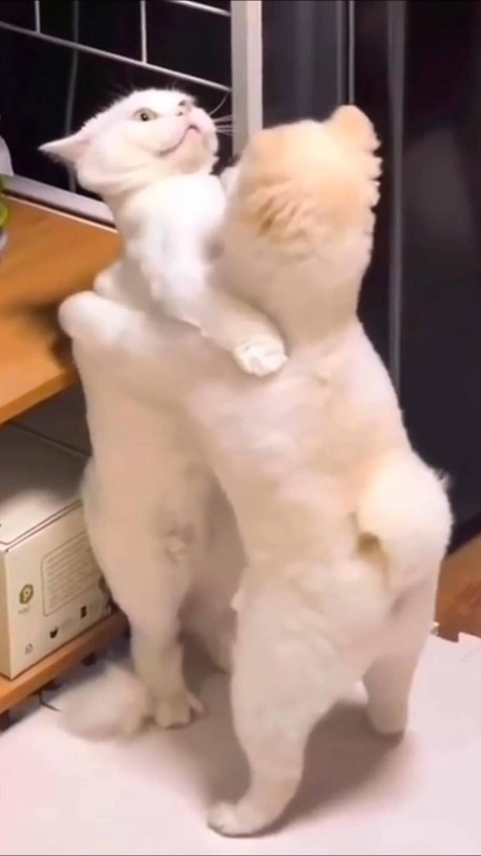 😼 ЗАЖИГАТЕЛЬНЫЕ КОТЫ 🔥 КОТИКИ Нашего Времени😂 Подборка Забавных КОТОВ! 2025 🤪 #cat #юмор #shorts